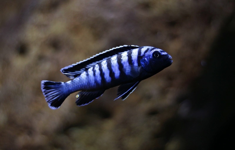 Chindongo sp. 'elongatus ornatus' Likoma Island
